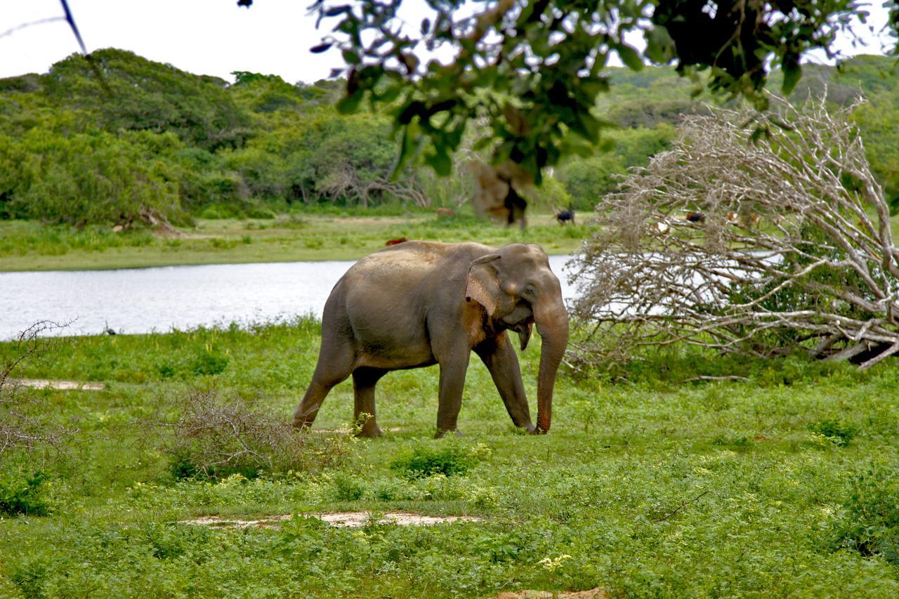 Hotel The Yala Adventure Tissamaharama Esterno foto